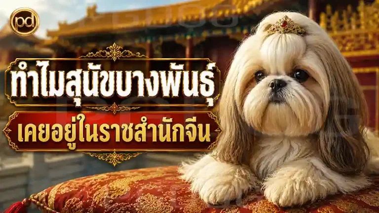 ทำไมสุนัขบางพันธุ์ เคยอยู่ในราชสำนักจีน