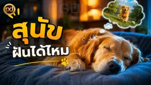 สุนัข ฝันได้ไหม