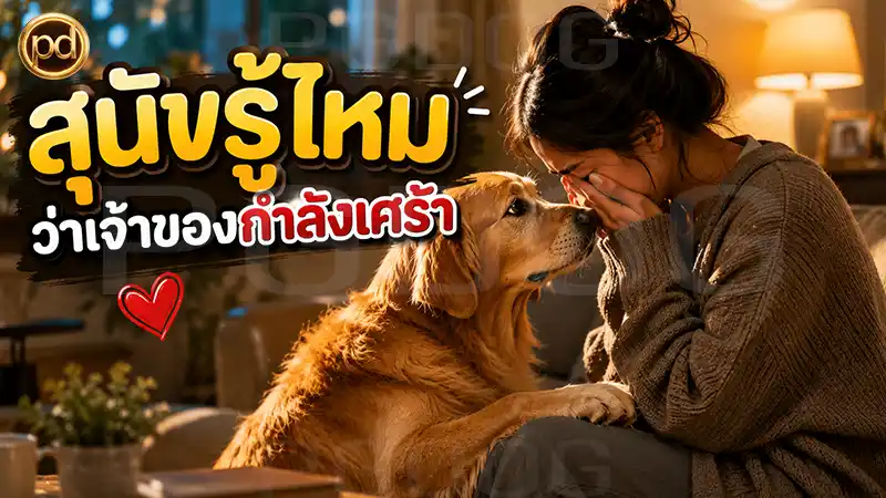 สุนัขรู้ไหม ว่าเจ้าของกำลังเศร้า
