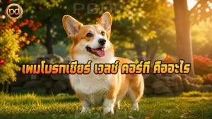 เพมโบรกเชียร์ เวลช์ คอร์กี คืออะไร