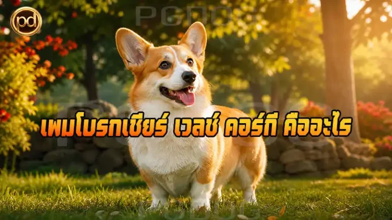 เพมโบรกเชียร์ เวลช์ คอร์กี คืออะไร