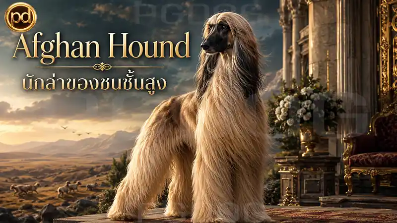 Afghan Hound นักล่าของชนชั้นสูง