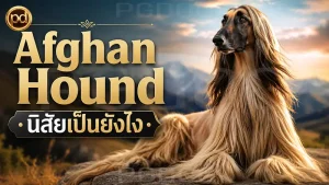 Afghan Hound นิสัยเป็นยังไง