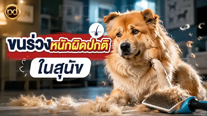 ขนร่วงหนักผิดปกติ ในสุนัข
