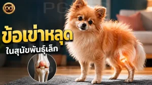 ข้อเข่าหลุด ในสุนัขพันธุ์เล็ก