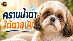 คราบน้ำตา ใต้ตาสุนัข