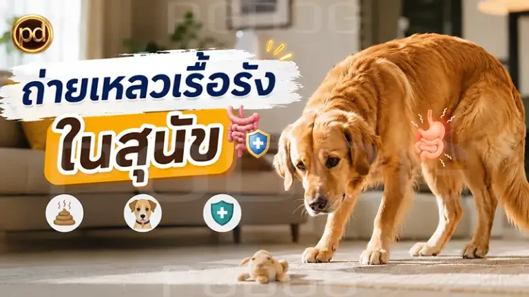 ถ่ายเหลวเรื้อรัง ในสุนัข
