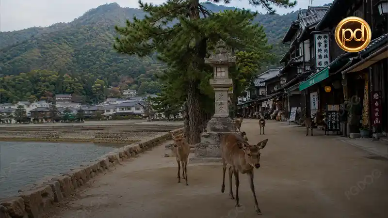 เกาะมิยาจิมะ
