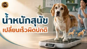น้ำหนักสุนัข เปลี่ยนเร็วผิดปกติ