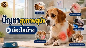 ปัญหาสุขภาพสุนัข มีอะไรบ้าง
