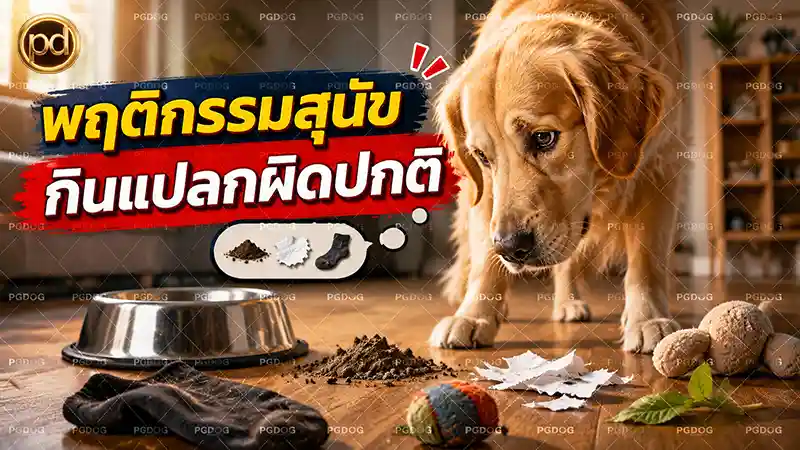 พฤติกรรมสุนัข กินแปลกผิดปกติ