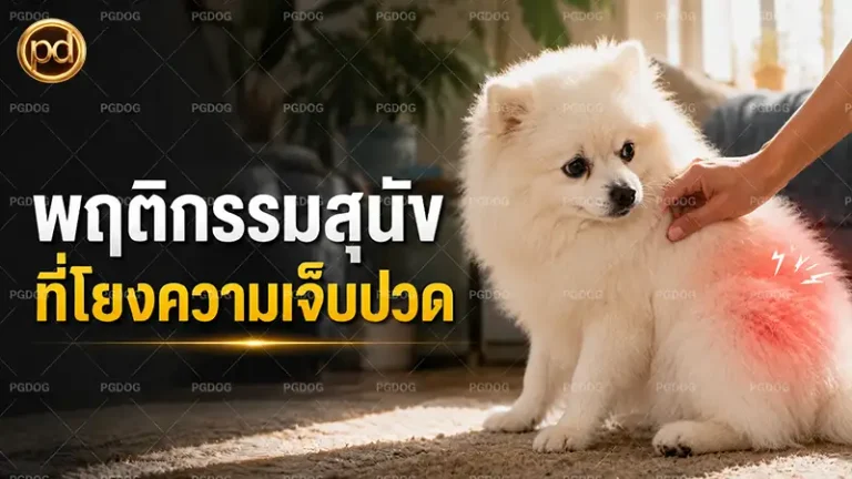 พฤติกรรมสุนัข ที่โยงความเจ็บปวด