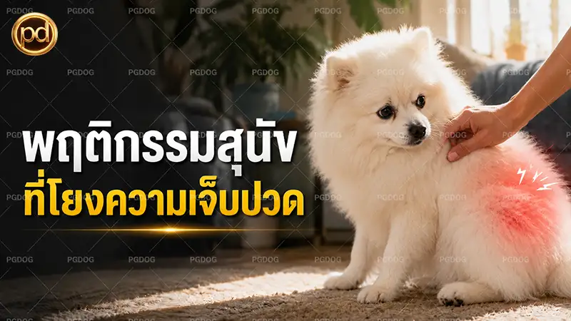 พฤติกรรมสุนัข ที่โยงความเจ็บปวด