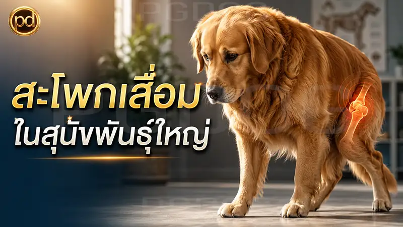 สะโพกเสื่อม ในสุนัขพันธุ์ใหญ่