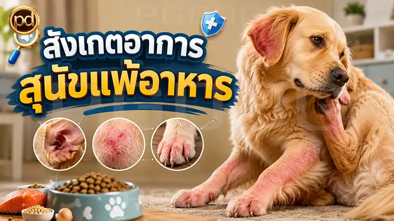 สังเกตอาการ สุนัขแพ้อาหาร