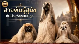 สายพันธุ์สุนัข ที่มีประวัติชนชั้นสูง