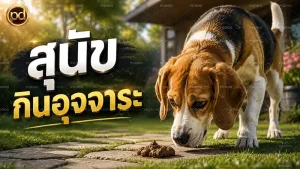 สุนัข กินอุจจาระ