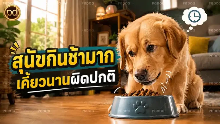 สุนัขกินช้ามาก เคี้ยวนานผิดปกติ