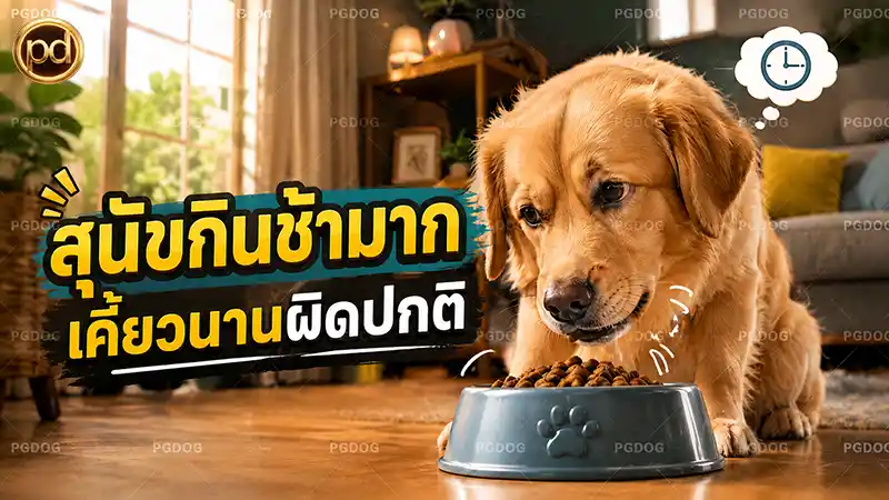สุนัขกินช้ามาก เคี้ยวนานผิดปกติ