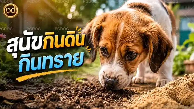 สุนัขกินดิน กินทราย