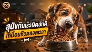 สุนัขกินเร็วผิดปกติ เหมือนหิวตลอดเวลา