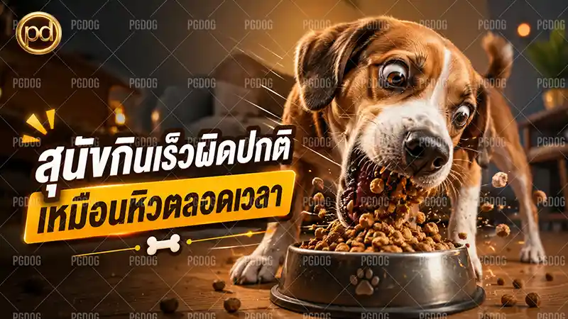 สุนัขกินเร็วผิดปกติ เหมือนหิวตลอดเวลา