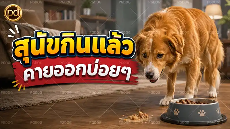 สุนัขกินแล้ว คายออกบ่อยๆ