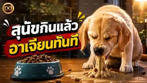 สุนัขกินแล้ว อาเจียนทันที