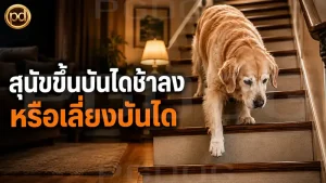 สุนัขขึ้นบันไดช้าลง หรือเลี่ยงบันได