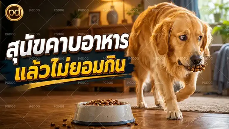 สุนัขคาบอาหาร แล้วไม่ยอมกิน