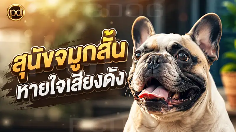 สุนัขจมูกสั้น หายใจเสียงดัง