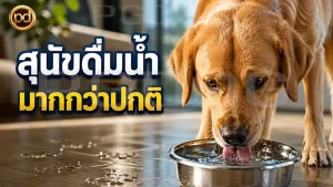 สุนัขดื่มน้ำ มากกว่าปกติ