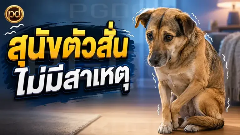 สุนัขตัวสั่น ไม่มีสาเหตุ