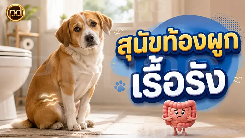 สุนัขท้องผูก เรื้อรัง