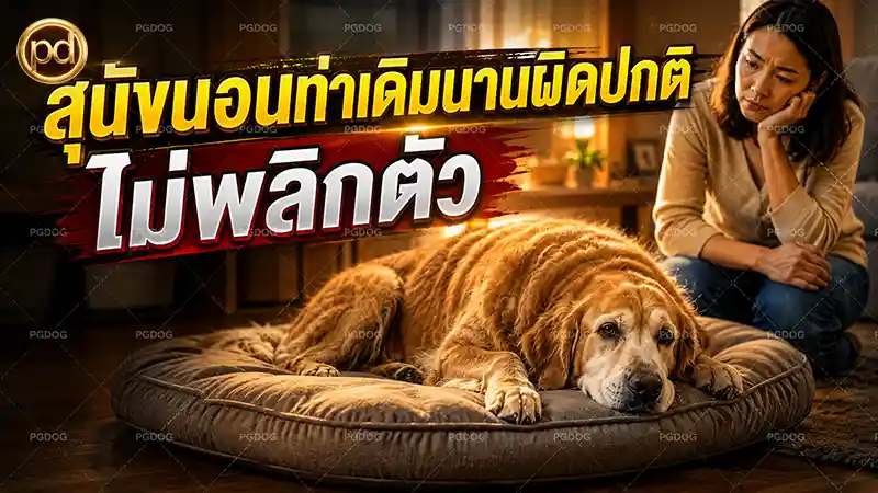 สุนัขนอนท่าเดิมนานผิดปกติ ไม่พลิกตัว