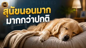 สุนัขนอนมาก มากกว่าปกติ