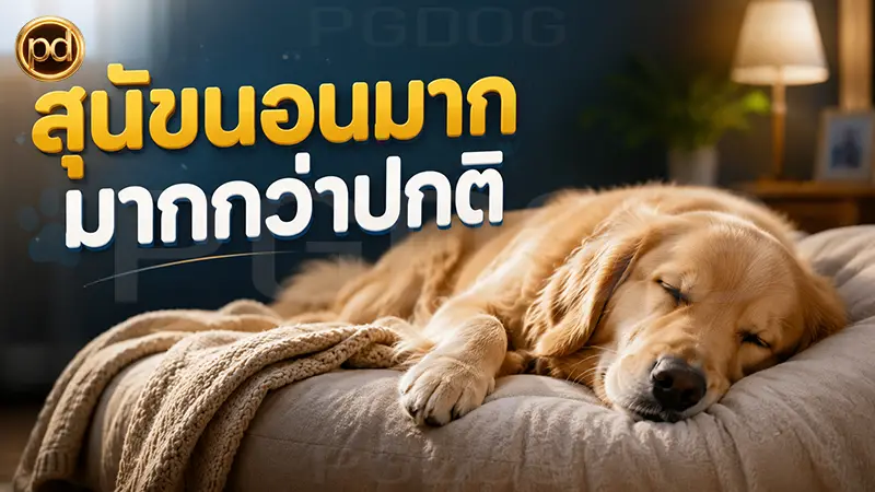 สุนัขนอนมาก มากกว่าปกติ