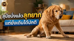 สุนัขนั่งแล้วลุกยาก แต่ยังเดินได้ปกติ