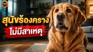 สุนัขร้องคราง ไม่มีสาเหตุ