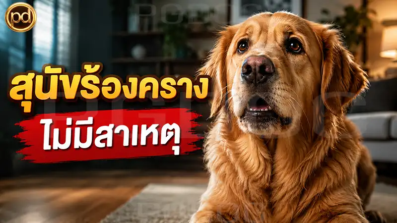 สุนัขร้องคราง ไม่มีสาเหตุ