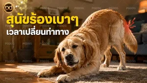 สุนัขร้องเบาๆ เวลาเปลี่ยนท่าทาง