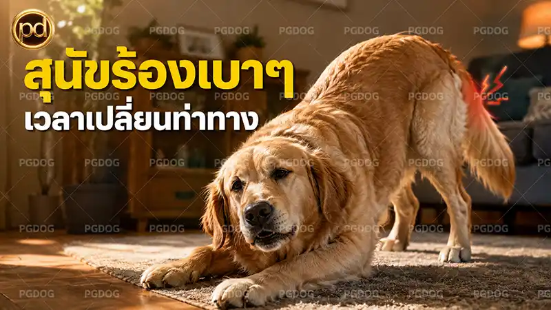 สุนัขร้องเบาๆ เวลาเปลี่ยนท่าทาง