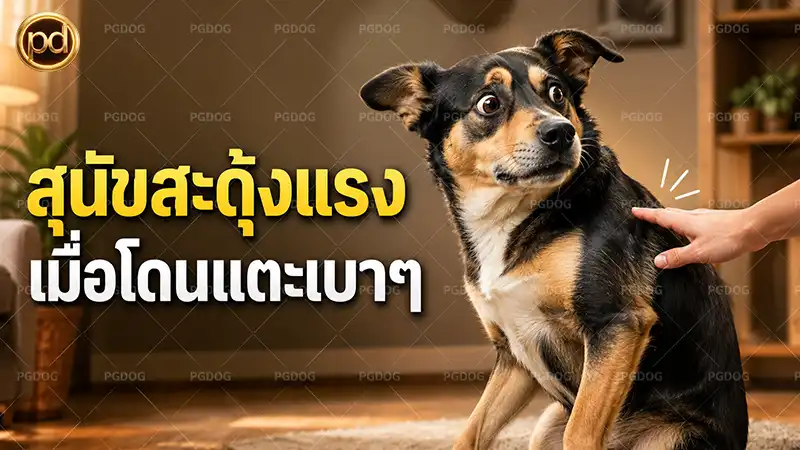 สุนัขสะดุ้งแรง เมื่อโดนแตะเบาๆ