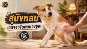 สุนัขหลบ เวลาจะจับตัวบางจุด