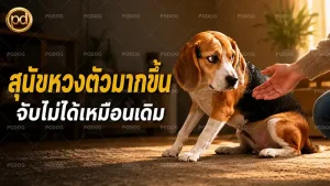 สุนัขหวงตัวมากขึ้น จับไม่ได้เหมือนเดิม