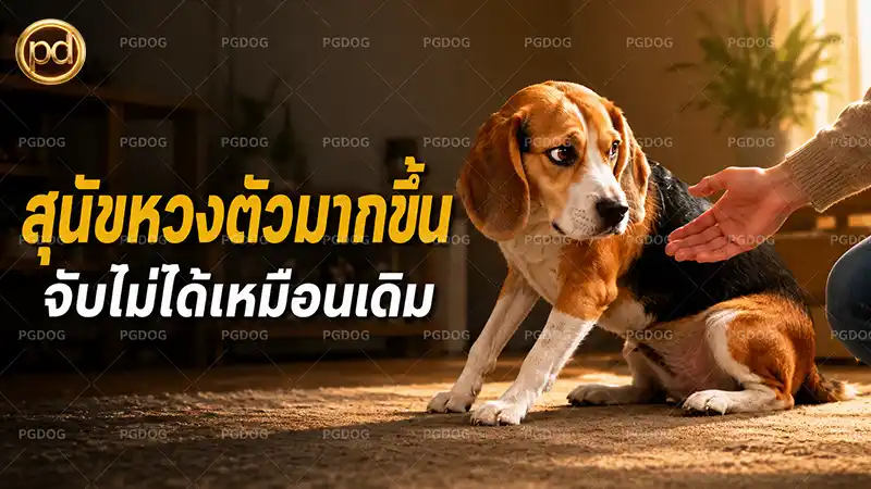 สุนัขหวงตัวมากขึ้น จับไม่ได้เหมือนเดิม