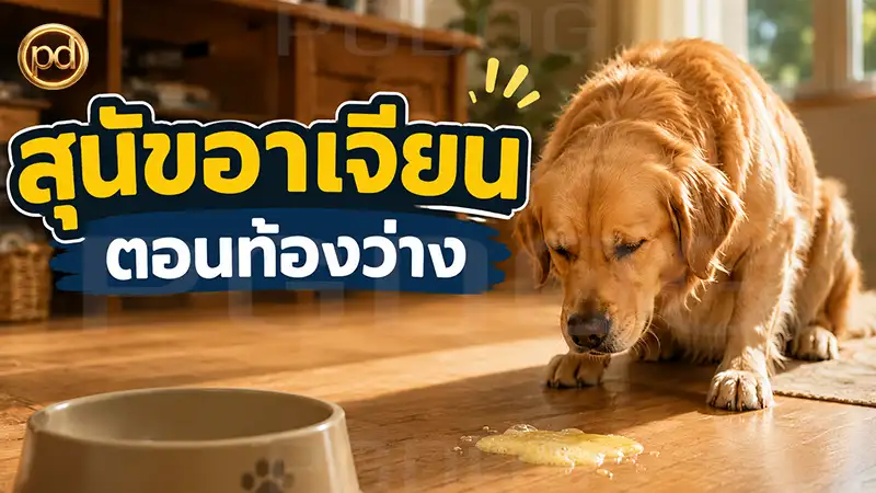 สุนัขอาเจียน ตอนท้องว่าง