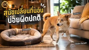 สุนัขเปลี่ยนที่นอน บ่อยผิดปกติ