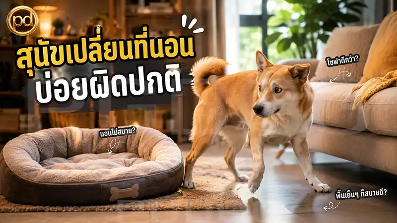 สุนัขเปลี่ยนที่นอน บ่อยผิดปกติ