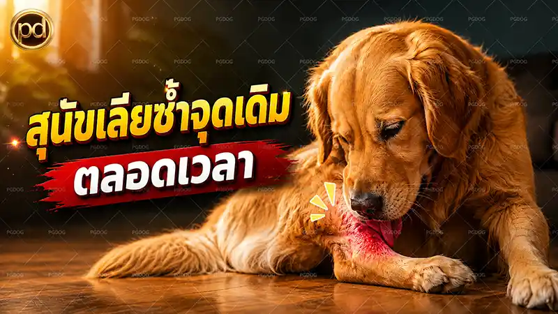 สุนัขเลียซ้ำจุดเดิม ตลอดเวลา